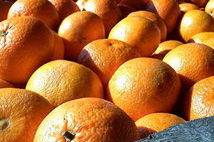 oranges in florida